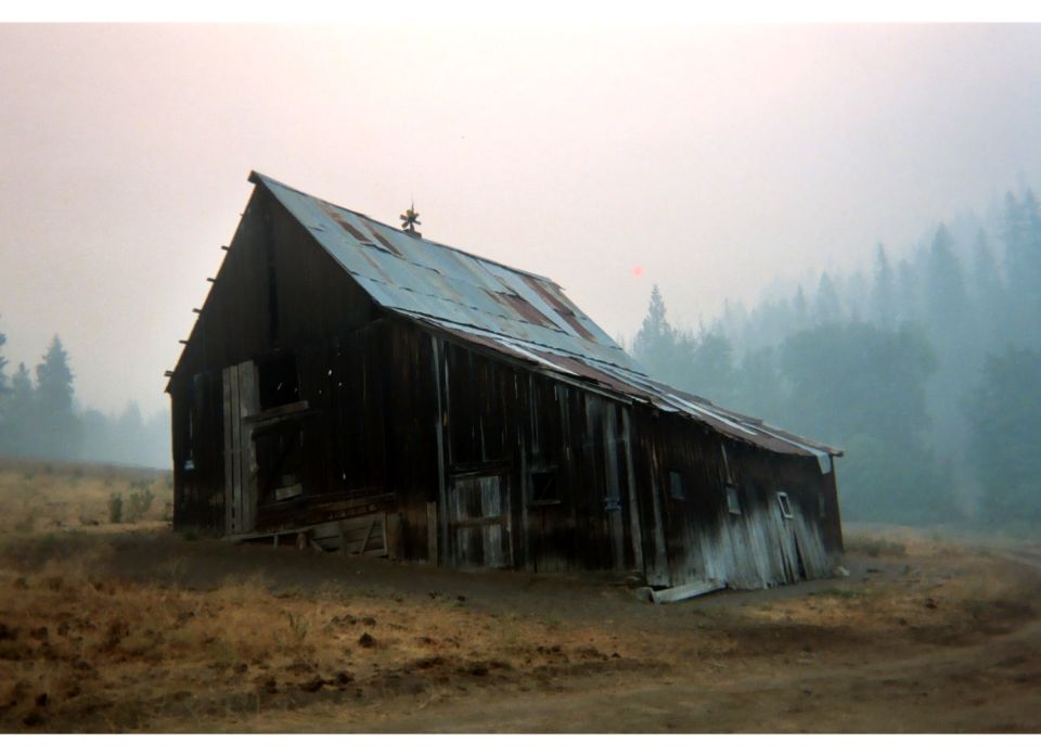 Weathered old wooden barn with rusty metal roof in a misty field with pine trees