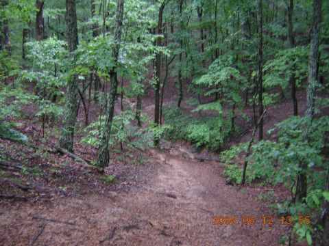 1984 Chevrolet Blazer - A muddy path winds through a dense forest with lush green trees and foliage.