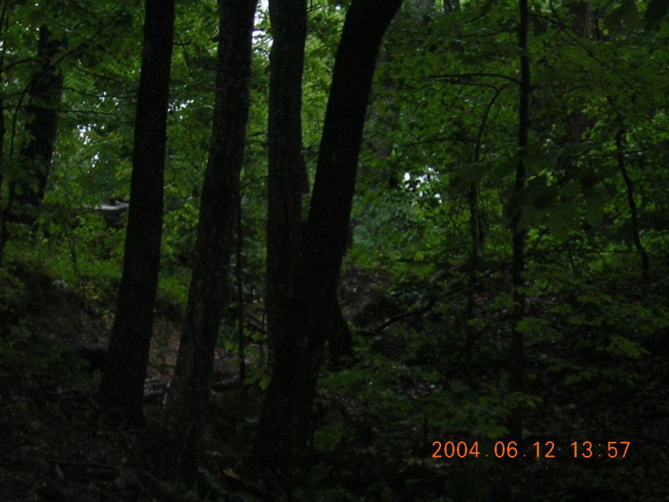 Forest scene with a dark vehicle partially obscured by trees
