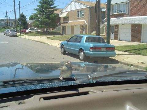 1993 Ford Bronco - A bird landed on the hood of the car while a blue sedan was parked nearby.