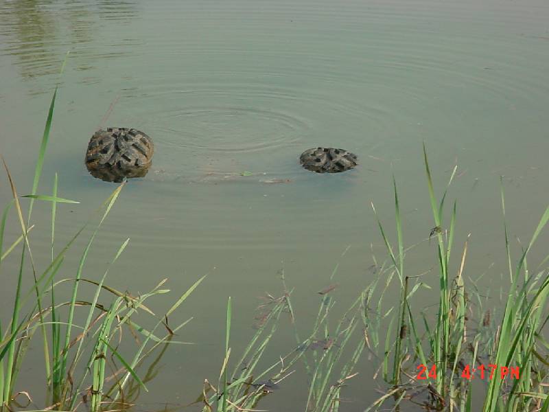 Two tires partially submerged in green pond water near grassy reeds