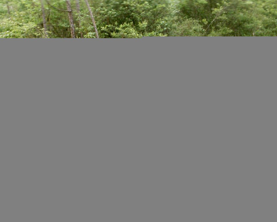 Overgrown trees and bushes in a wooded area