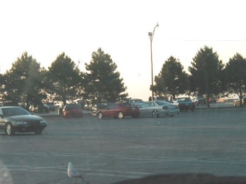 1997 Ford Taurus - A parking lot scene with various vehicles and trees under a bright sky.