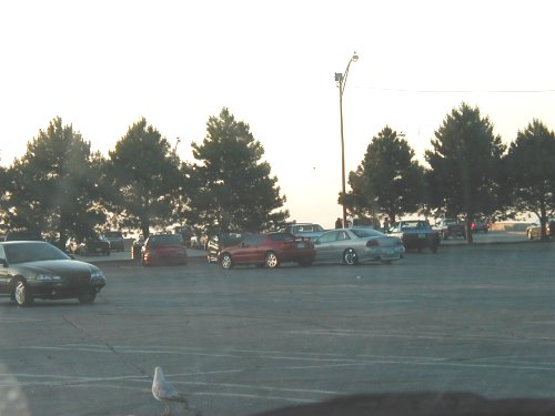 Parking lot scene with multiple cars, trees, and a seagull in the foreground