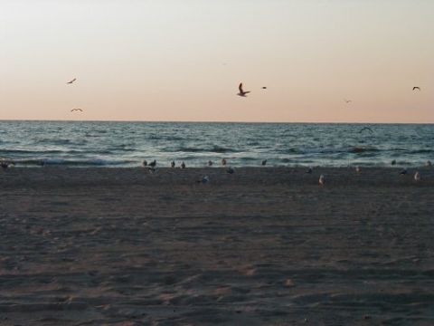 1997 Ford Taurus - A beach scene at sunset, with seagulls dotting the sand and the ocean waves gently rolling in.