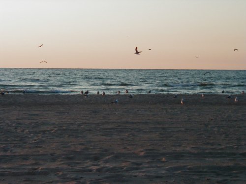 Beach scene with seagulls flying and standing on the sand at sunset