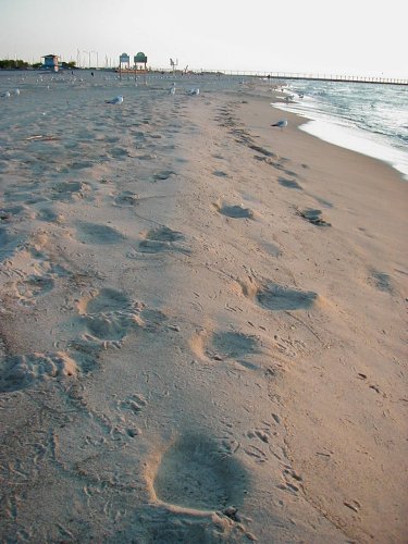 1997 Ford Taurus - A beach scene unfolds with numerous footprints in the sand and seagulls dotting the shoreline.