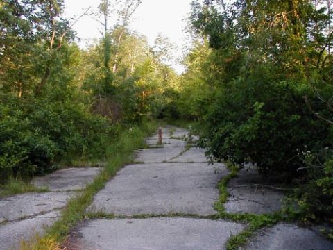 1997 Ford Taurus - An abandoned concrete road disappears into dense foliage under a bright sky.