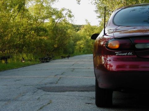 1997 Ford Taurus - A flock of geese stands on the side of a road next to a parked red sedan.