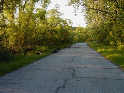 1997 Ford Taurus - A paved road winds through a wooded area with several birds visible along the roadside.