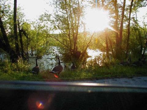 1997 Ford Taurus - Several geese are gathered near a body of water as the sun sets, with the Supermotors logo visible at the bottom.