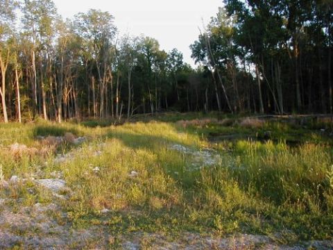 1997 Ford Taurus - A wooded area with tall grass and some rocks is shown in this photo.