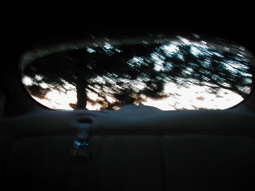 Rear window view of trees against a bright sky, seen from inside a car
