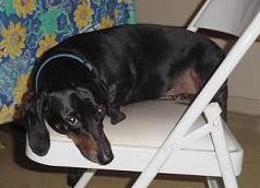 1997 Ford Crown Victoria - A black dachshund rests on a white folding chair, looking towards the camera.
