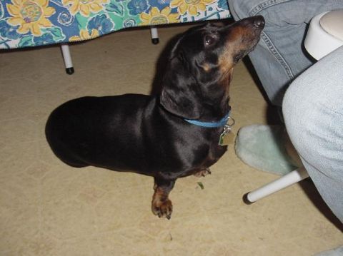 1997 Ford Crown Victoria - A dachshund looks up expectantly while sitting on the floor near a table and people.