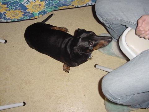 1997 Ford Crown Victoria - A black dachshund dog is seen lying on a light-colored floor next to a person's legs.
