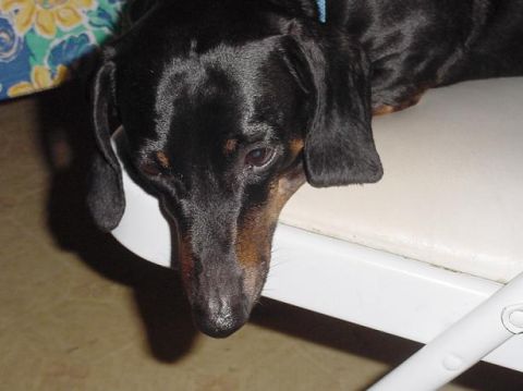 1997 Ford Crown Victoria - A dachshund dog rests on a white surface, with a floral pattern in the background. Supermotors.net logo is present.