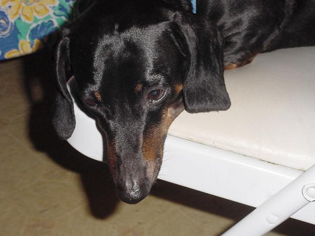 Black and tan dachshund dog lying down, close-up on face. Supermotors.net watermark visible