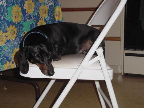 1997 Ford Crown Victoria - A black dachshund dog is resting on a white folding chair, with a floral curtain in the background.