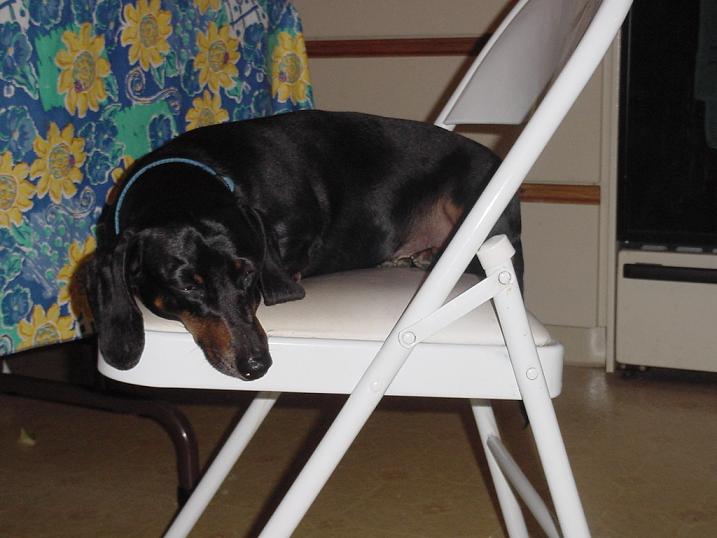 Black dachshund dog sleeping on a white folding chair, with a floral curtain behind it