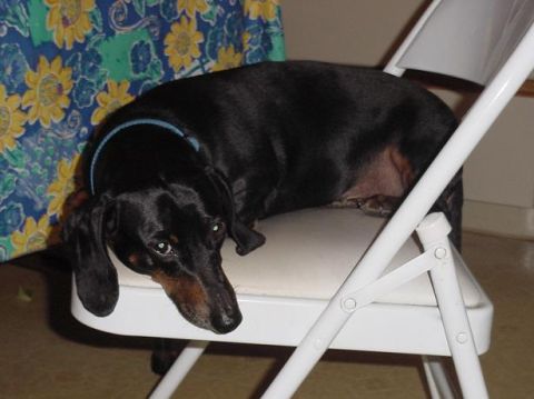 1997 Ford Crown Victoria - A dachshund rests on a white folding chair, with a floral curtain in the background.