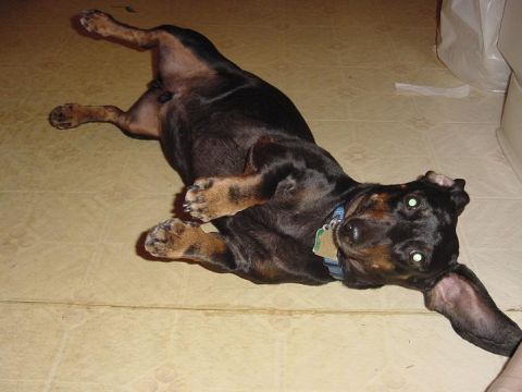 1997 Ford Crown Victoria - A dog is shown lying on its back on a tiled floor, looking towards the camera.