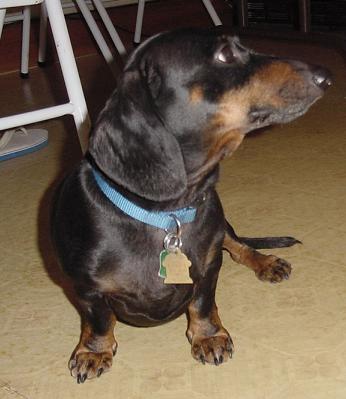 1997 Ford Crown Victoria - A dachshund dog sits on a floor, looking to the right. It wears a blue collar with two tags.