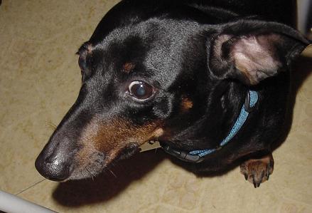 1997 Ford Crown Victoria - A black dachshund dog with a blue collar is looking upwards, with a watermark for Supermotors.net at the bottom right.