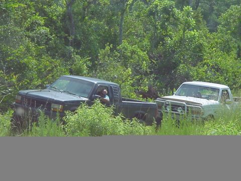 1986 Ford Bronco - Two pickup trucks are seen partially hidden by dense vegetation in a wooded area.