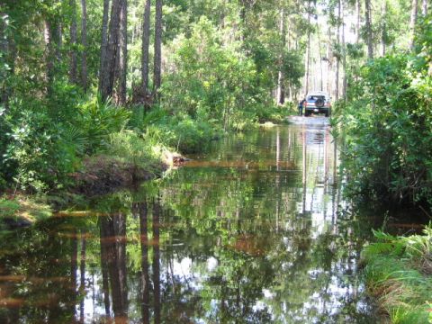 1992 Ford Bronco - A white SUV navigates a waterlogged path surrounded by dense trees and lush vegetation.