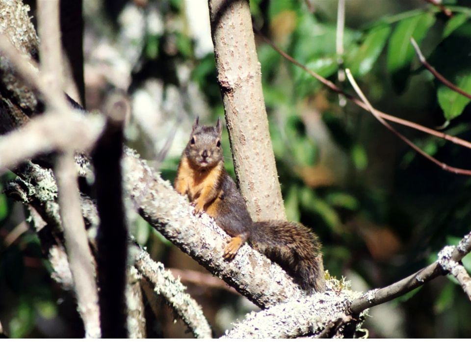Squirrel perched on a lichen-covered tree branch facing the camera