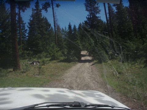 1978 Ford Bronco - Driving down a remote dirt road surrounded by tall pine trees.