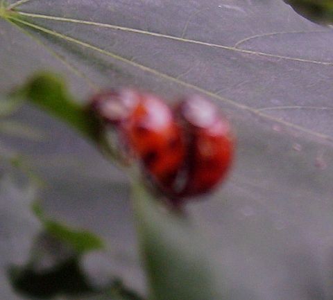1974 Ford Mustang II - Two ladybugs are seen resting on a leaf, with the Supermotors website logo visible at the bottom right of the image.