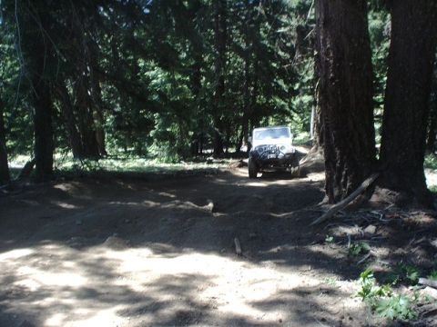 1978 Ford Bronco - A white off-road vehicle navigates a dirt track surrounded by tall trees.