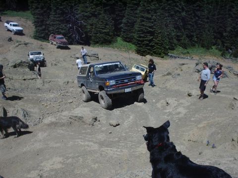 1978 Ford Bronco - Off-road vehicles tackle a challenging trail with multiple vehicles and dogs present.
