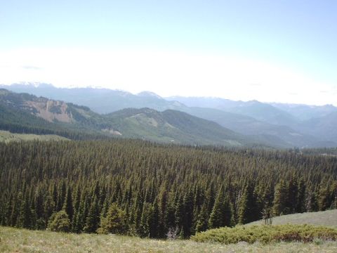 1978 Ford Bronco - A vast expanse of evergreen trees covers the mountainside, leading to a hazy horizon.