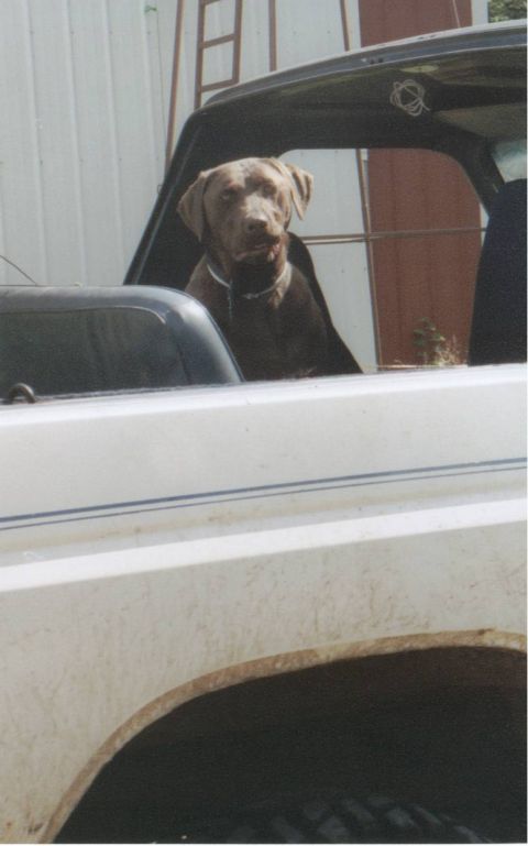 1980 Ford Bronco - My dad's dog is a Bronco Dog. She liked it up there.