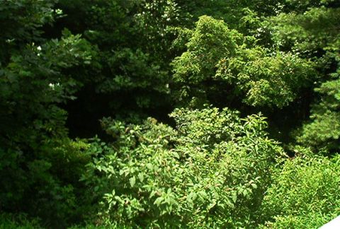 1985 Ford LTD Crown Victoria - A scene of dense green foliage and trees, obscuring any potential subjects.