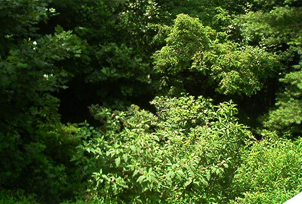 Dense green foliage and trees in a wooded area