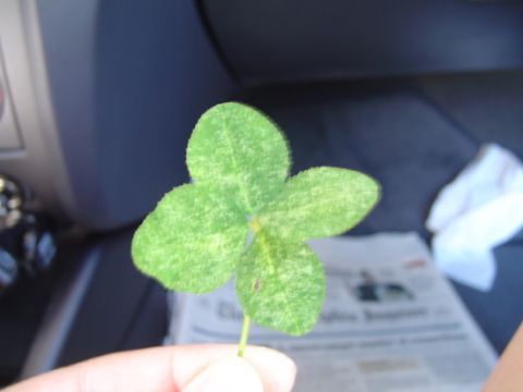 1979 Ford Bronco - A four-leaf clover is held up in front of a car's interior and a newspaper.