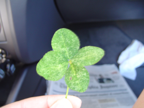 hand holding a four-leaf clover inside a vehicle