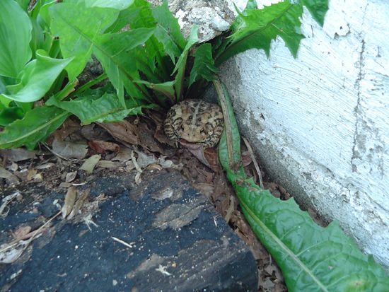 Toad hiding among green leaves and debris next to a concrete wall