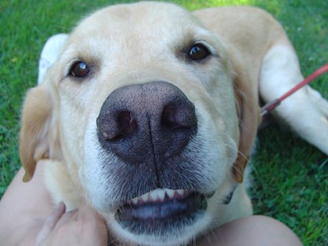 1979 Ford Bronco - A happy dog with its mouth open, revealing its teeth, lies on the grass.