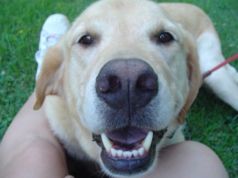 1979 Ford Bronco - Close-up of a happy yellow lab dog with its mouth open, sitting on grass.
