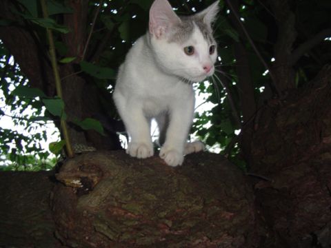 1979 Ford Bronco - A cat sits on a thick tree branch surrounded by leaves and dark foliage.