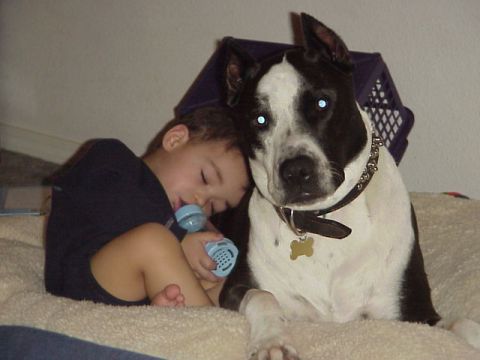 1989 Ford Bronco - A dog keeps watch over a sleeping child, both resting on a blanket.