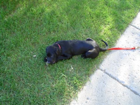 1981 Ford Bronco - chewing on old dirty rawhide she found in the front yard. Shes 11 weeks old