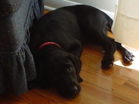 1981 Ford Bronco - A black Labrador-type dog wearing a red collar lies stretched out on a hardwood floor beside a blue skirted chair and a curtain; no vehicle…