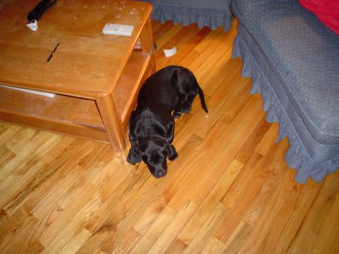 1981 Ford Bronco - A black dog nosing the hardwood floor next to a wooden coffee table and a blue skirted sofa in a living room; no vehicle content is present.