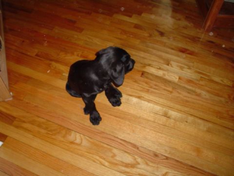 1981 Ford Bronco - her feet are as big as black labs that are 2 years older then her. Shes gonna be about 110-120 lbs.